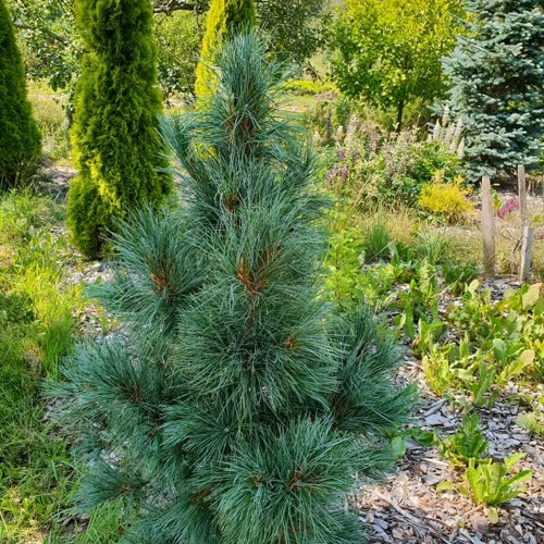 Pinus cembra 'Compacta Glauca' - Alpi seedermänd 'Compacta Glauca' C2/2L